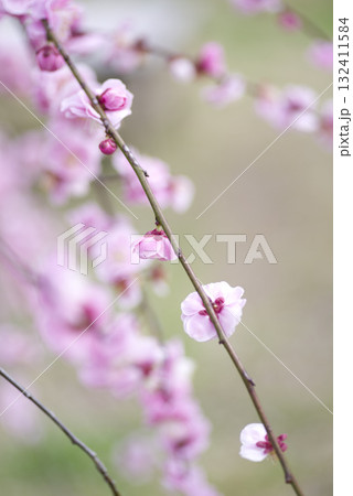 梅園にピンク色の梅の花が咲いています。 132411584