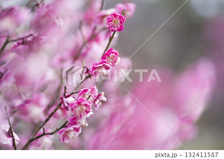 梅園にピンク色の梅の花が咲いています。 梅園にピンク色の梅の花が咲いています。 132411587