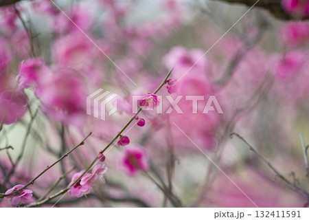 梅園にピンク色の梅の花が咲いています。 梅園にピンク色の梅の花が咲いています。 132411591