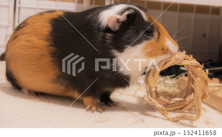 牧草リングに夢中なモルモット 132411658