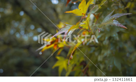 雨あがりの紅葉の気配 132411661