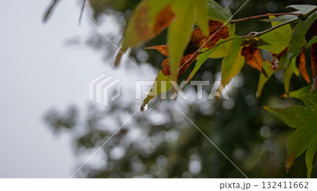 葉先のしずく 132411662