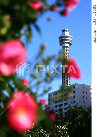 山下公園の未来のバラ園のバラととマリンタワー 山下公園の未来のバラ園のバラととマリンタワー 132411688