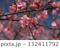 青空を背景にした河津桜 132411792