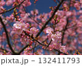 青空を背景に写したカワズザクラ 132411793