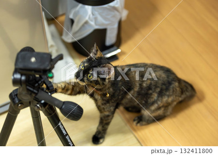 さび猫 132411800