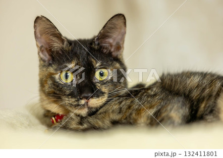 さび猫 132411801