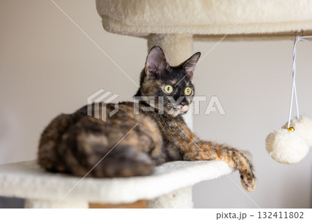 さび猫 132411802