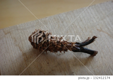 森の中で見つけたリスが食べ終えた松ぼっくりの残骸は、まるで小さなエビフライのような形をしている。 132412174