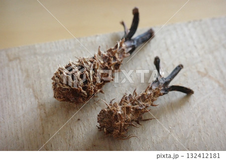 森の中で見つけたリスが食べ終えた松ぼっくりの残骸は、まるで小さなエビフライのような形をしている。 132412181