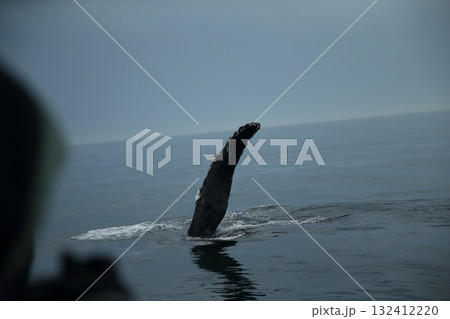 羅臼沖で出会ったザトウクジラのむなびれ 132412220