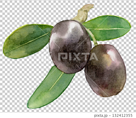 兩根黑橄欖的樹枝，水彩插圖 132412355