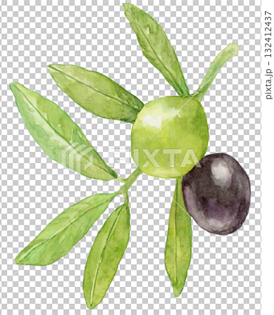 橄欖枝，有綠色和黑色的果實，水彩插圖 132412437