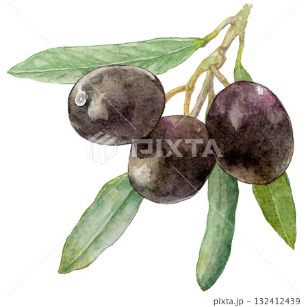 ブラックオリーブの実がついた枝　水彩イラスト 132412439