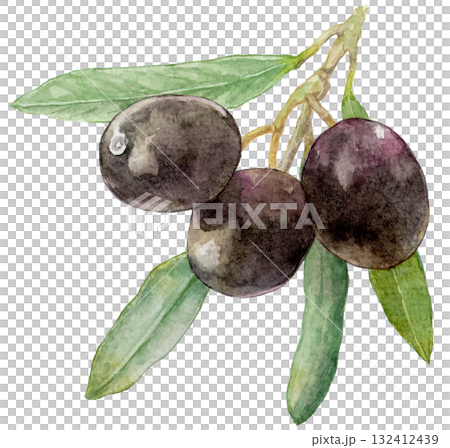 黑橄欖枝，水彩插圖 132412439
