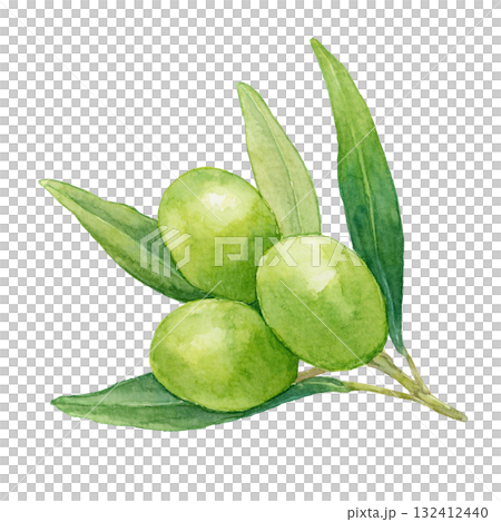 綠色橄欖葉和樹枝水彩插圖 132412440