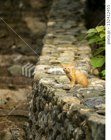 石垣の上で佇む子猫のポートレート 132412455