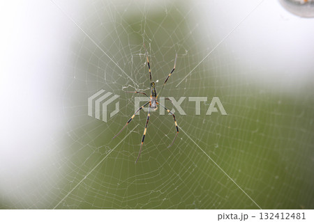 クモ 132412481