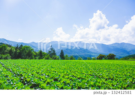 はくさい畑と木曽の山々 132412581