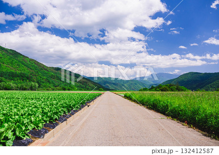 農道わきに広がる野菜畑　木祖村 132412587
