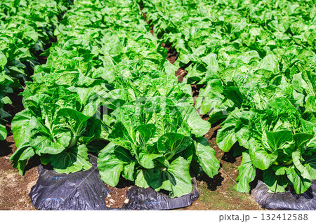 木祖村のはくさい畑 132412588