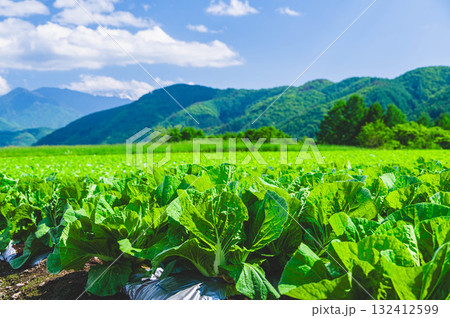 木祖村のはくさい畑 木祖村のはくさい畑 132412599