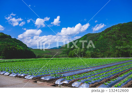 青空と白菜畑 木祖村 青空と白菜畑 木祖村 132412600