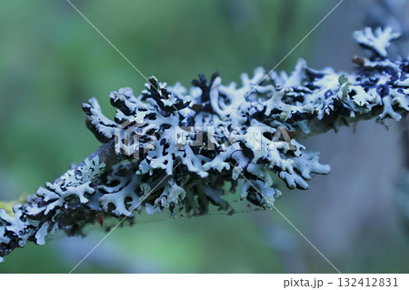 A close-up of bizarre moss growing on a branch in the forest A close-up of bizarre moss growing on a branch in the forest 132412831