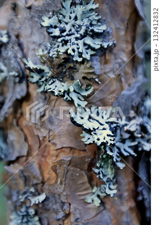 Close-up of bizarre moss growing on tree bark in the forest Close-up of bizarre moss growing on tree bark in the forest 132412832