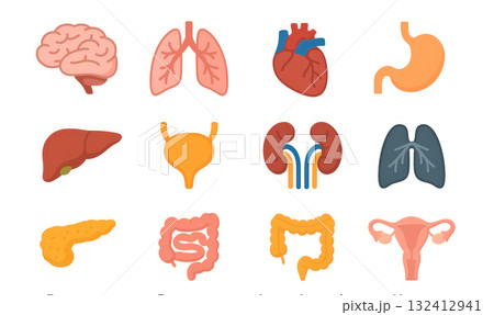 Illustration of human organs in flat style Illustration of human organs in flat style 132412941