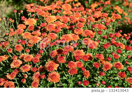 マム(キク科)キク属 マム(キク科)キク属 132413043