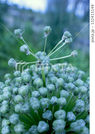 The top of an ornamental onion, Allium Giganteum, against a garden background 132413149