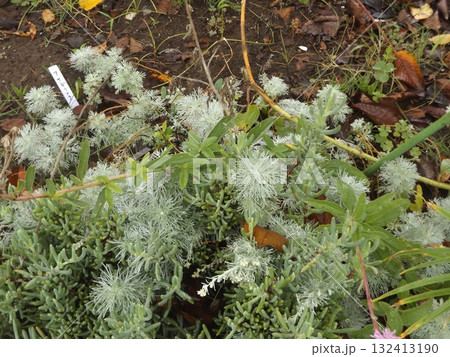 マツバギクとアサギリ草 マツバギクとアサギリ草 132413190
