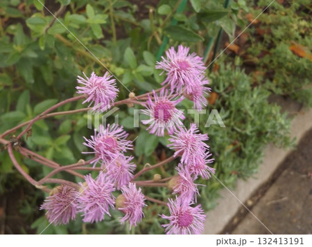 こじま花の会花畑の藤袴の紫色の花 132413191