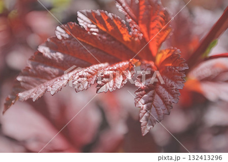 A close-up of a beautiful large red leaf of a plant 132413296