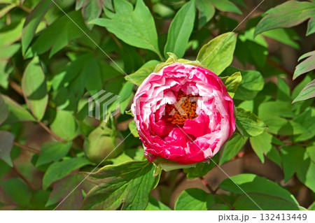 赤いボタンの花(春、四月) 赤いボタンの花(春、四月) 132413449