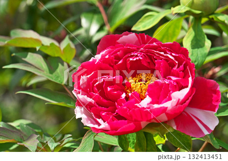 赤いボタンの花（春、四月） 132413451