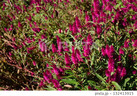 セロシア・ディープパープル（ヒユ科）ナデシコ目 132413915