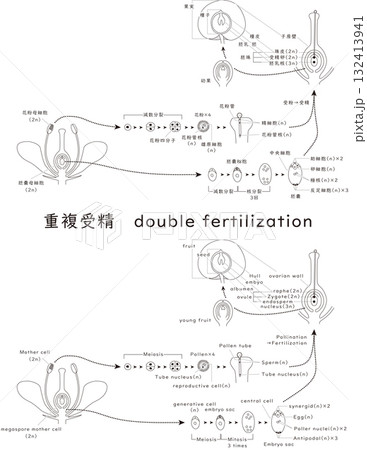 被子植物の重複受精 132413941