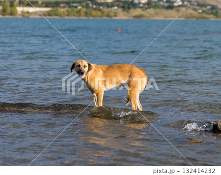 ジョージア•トビリシ、トビリシ湖で遊ぶ犬 ジョージア•トビリシ、トビリシ湖で遊ぶ犬 132414232