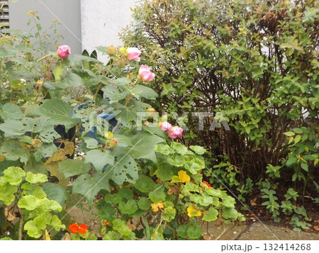 大きい桃色の花はアメリカフヨウの花 132414268