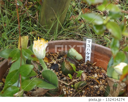 、マユハケオモトの花 、マユハケオモトの花 132414274
