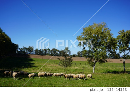 羊の行進 132414338