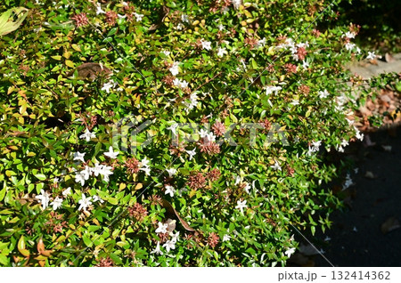アベリア（スイカズラ科）ツクバネウツギ属 132414362