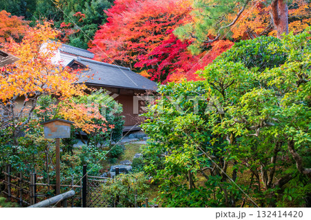 Autumn garden with coloful maple leaf by Nisonin temple, Arashiyama Autumn garden with coloful maple leaf by Nisonin temple, Arashiyama 132414420