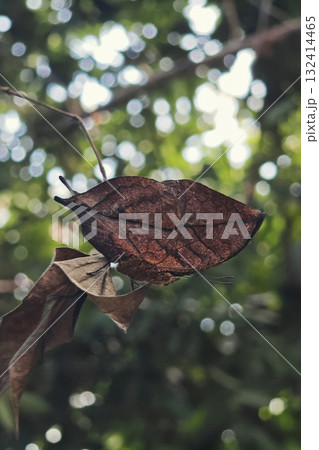 kallima butterfly, oakleaf, on dry leaf with natutal foliage bokeh kallima butterfly, oakleaf, on dry leaf with natutal foliage bokeh 132414465