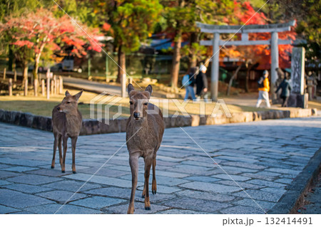 sika deers in front of torii gate of Tamukeyama shrine in fall, Nara sika deers in front of torii gate of Tamukeyama shrine in fall, Nara 132414491