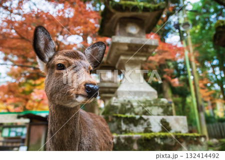 sika deer by lantern with autumn leaf at Kasuga Taisha Shrine, Nara sika deer by lantern with autumn leaf at Kasuga Taisha Shrine, Nara 132414492