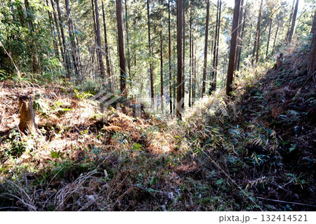 岐阜県恵那市_明知城跡16_2025年1月 132414521