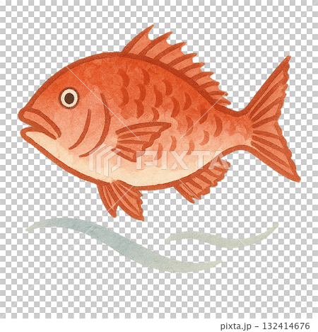 簡單的手繪海鯛插圖 132414676